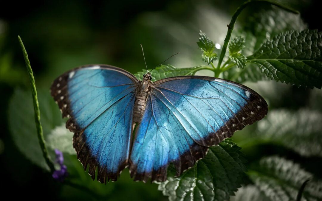 The Butterfly and the Wind: A Spiritual Story of Trusting the Unknown